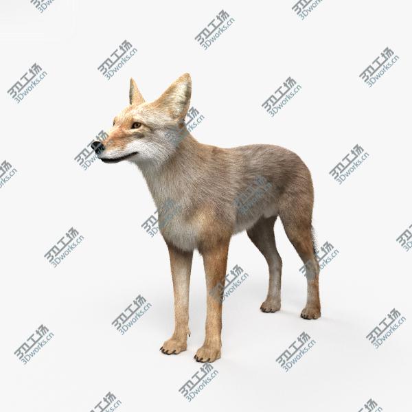 images/goods_img/202105071/3D model Coyote HD/1.jpg